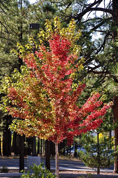 autumn blair|autumn blaze maple.